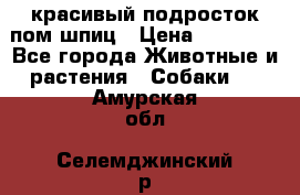 красивый подросток пом шпиц › Цена ­ 30 000 - Все города Животные и растения » Собаки   . Амурская обл.,Селемджинский р-н